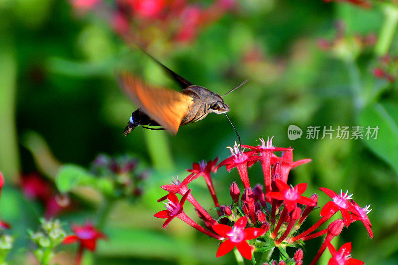 Pentas lanceolata和蜂鸟鹰蛾